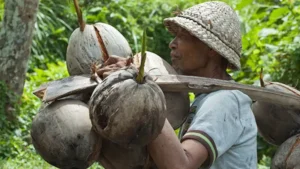coconut farmer carrying harvested coconut or lukad