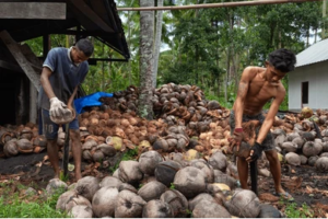 coconut peeling removing of coconut husk by filipino